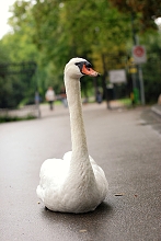 STREET PARADE